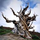 Bristlecone Pine